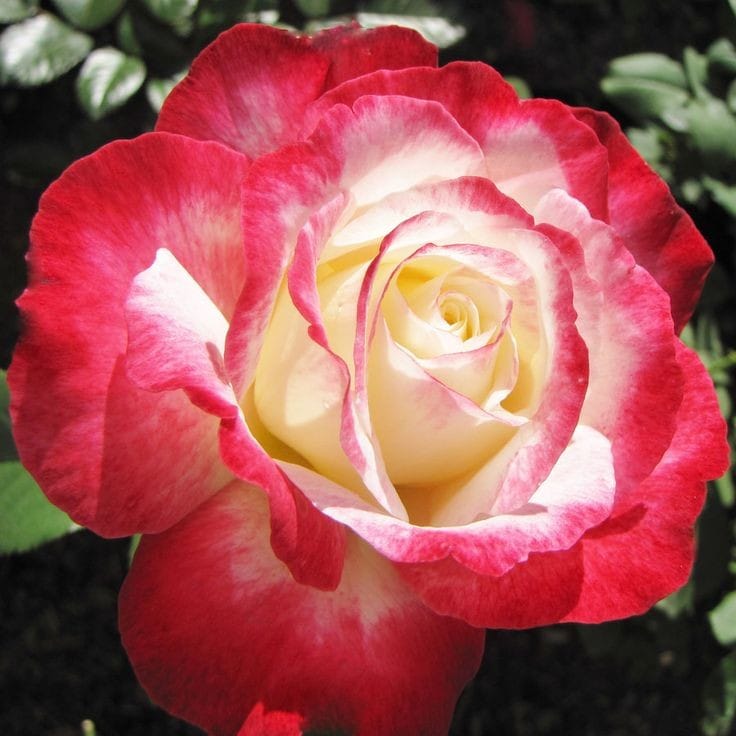 Hybrid Rose Flower Plant | Dwarf and Hybrid Plants