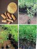 Rare White Sandalwood plant | White Chandan Plant