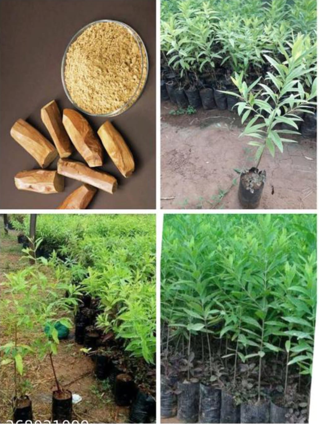 Rare White Sandalwood plant | White Chandan Plant