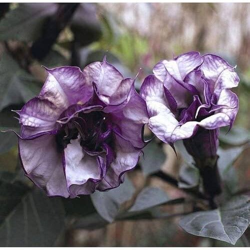 Black Dhutura Flower Plant