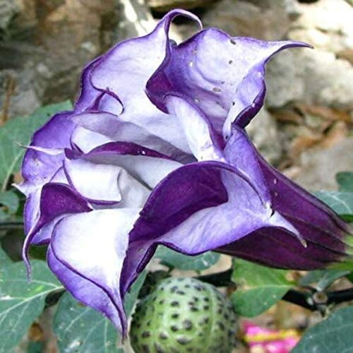 Black Dhutura Flower Plant