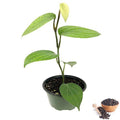 Black Pepper Hybrid Plant | Dwarf and Hybrid Plants