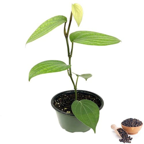 Black Pepper Hybrid Plant | Dwarf and Hybrid Plants