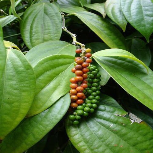 Black Pepper Hybrid Plant | Dwarf and Hybrid Plants