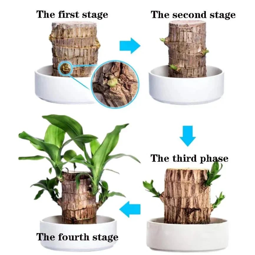 Brazilian lucky wood plant ( pot not included)