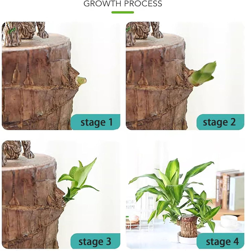 Brazilian lucky wood plant ( pot not included)