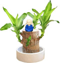 Brazilian lucky wood plant ( pot not included)