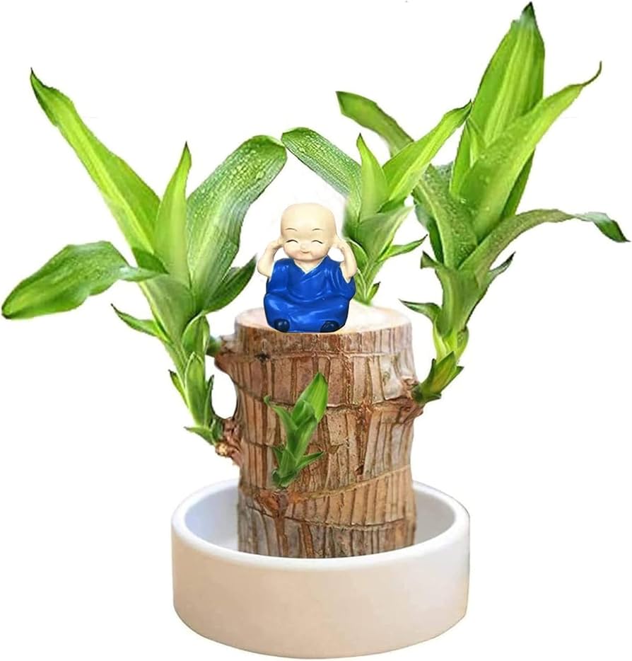 Brazilian lucky wood plant ( pot not included)