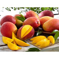 Gulab Khas Mango Plant | Dwarf and Hybrid Plants