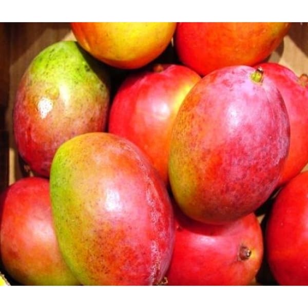 Gulab Khas Mango Plant | Dwarf and Hybrid Plants
