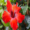 Hybrid Hibiscus Flower Plant | Dwarf and Hybrid Plants