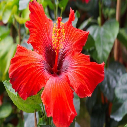 Hybrid Hibiscus Flower Plant | Dwarf and Hybrid Plants