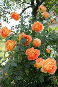 Hybrid Rose Flower Plant | Dwarf and Hybrid Plants