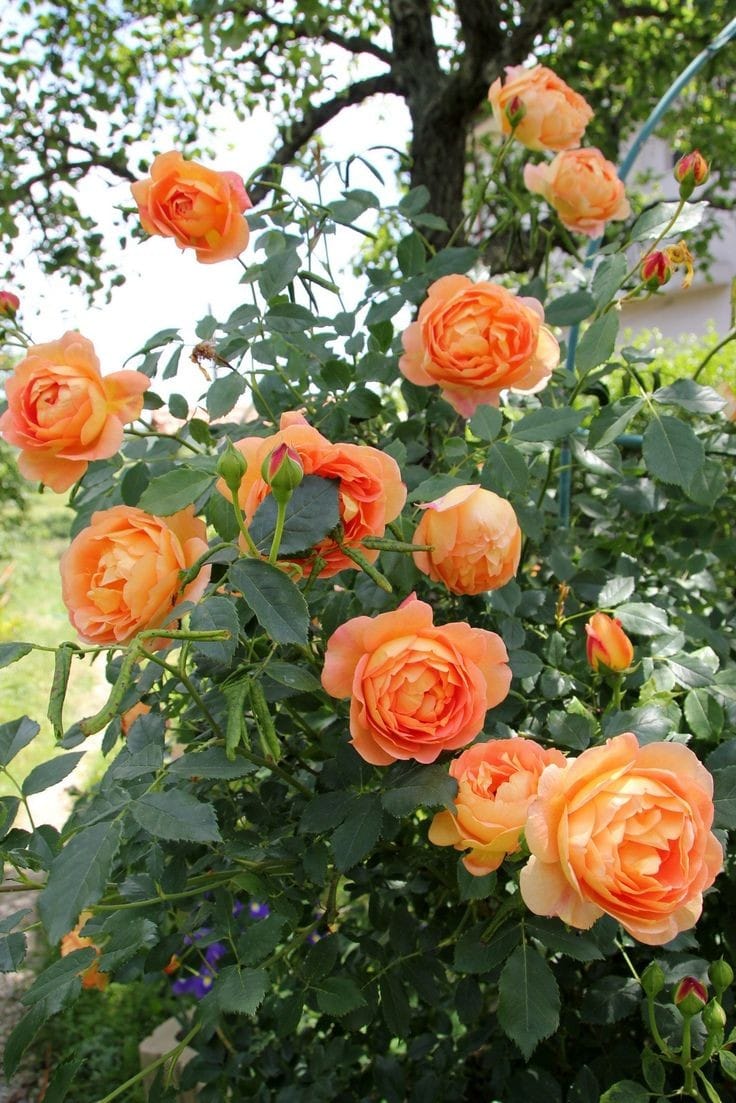 Hybrid Rose Flower Plant | Dwarf and Hybrid Plants