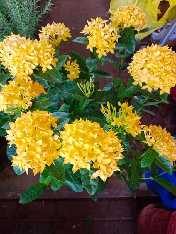 IXORA YELLOW