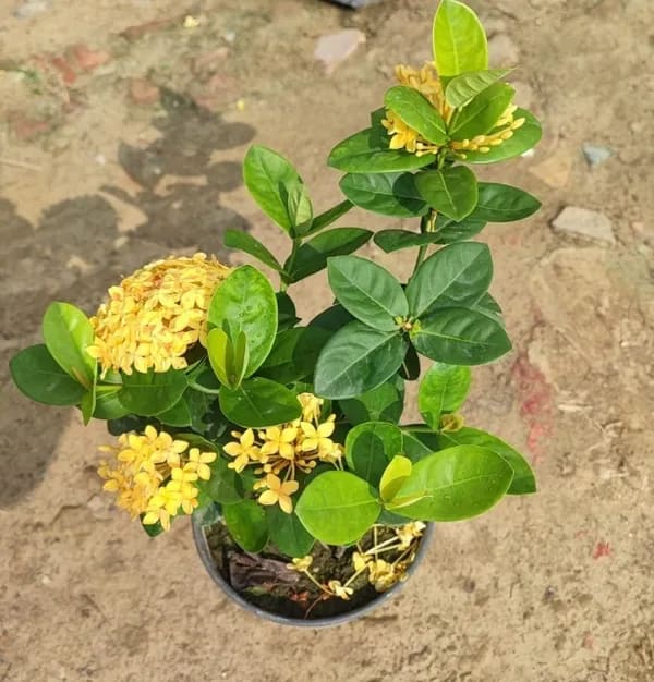 IXORA YELLOW