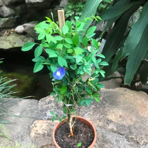 Aparajita Blue flowering plant