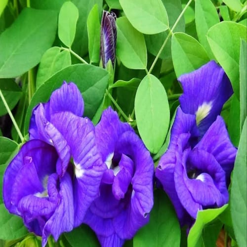 Aparajita Blue flowering plant
