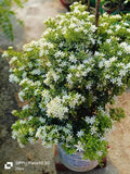 MADHU KAMINI DWAEF FLOWER PLANT