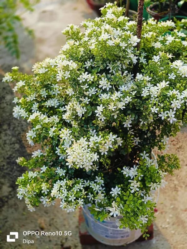 MADHU KAMINI DWAEF FLOWER PLANT