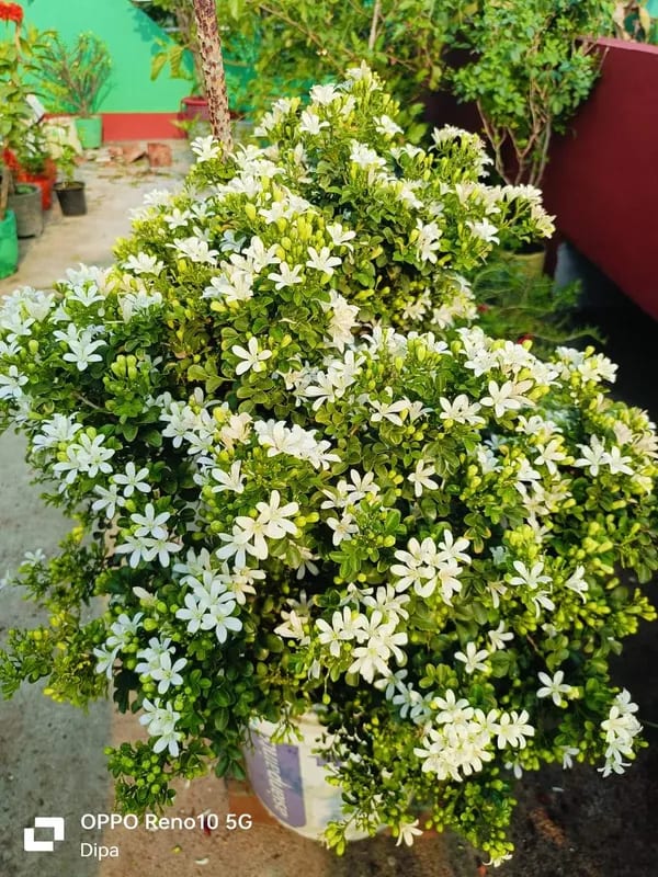 MADHU KAMINI DWAEF FLOWER PLANT