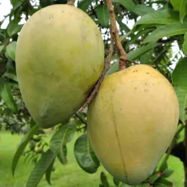 Harivanga Mango Plant | Dwarf and Hybrid Plants