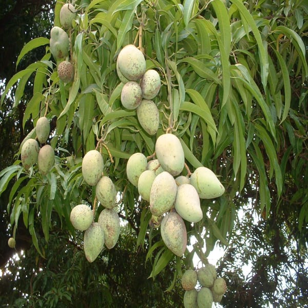 Harivanga Mango Plant | Dwarf and Hybrid Plants