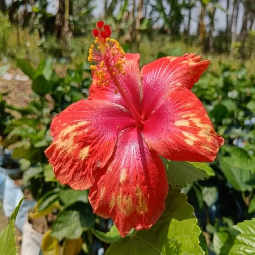 Hybrid Hibiscus Flower Plant | Dwarf and Hybrid Plants