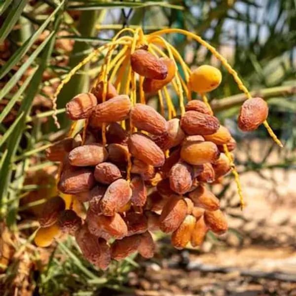 DWARF ARABIAN DATE PLANT