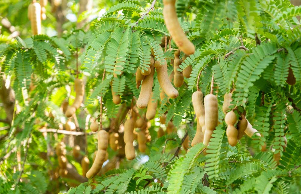 All Time Sweet Tamarind Plant | Dwarf and Hybrid Plants