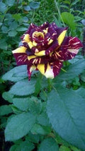 Hybrid Rose Flower Plant | Dwarf and Hybrid Plants