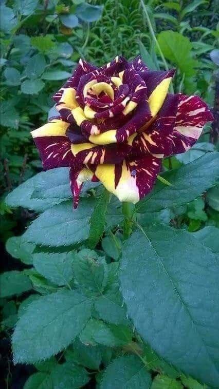 Hybrid Rose Flower Plant | Dwarf and Hybrid Plants
