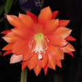 BRAMHA KAMAL ORANGE