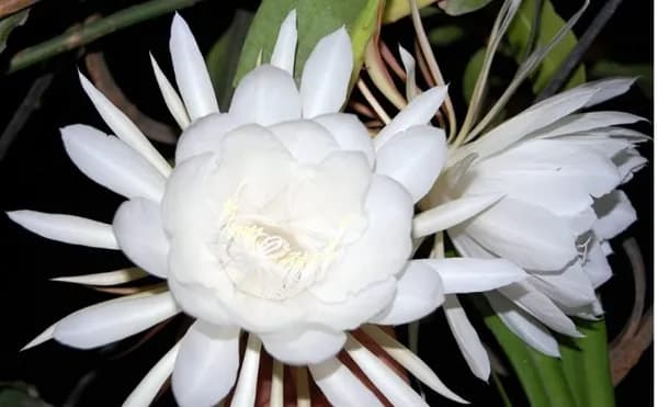 BRAMHA KAMAL WHITE