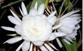 BRAMHA KAMAL WHITE