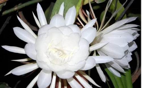 BRAMHA KAMAL WHITE