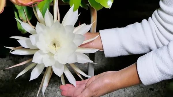 BRAMHA KAMAL WHITE