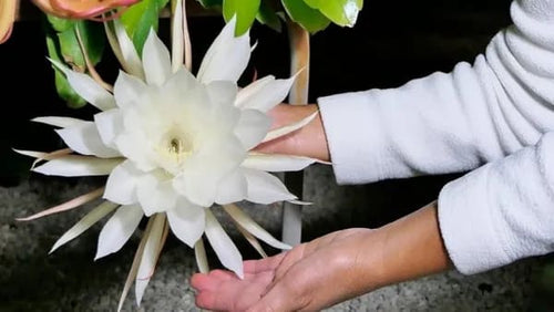 BRAMHA KAMAL WHITE