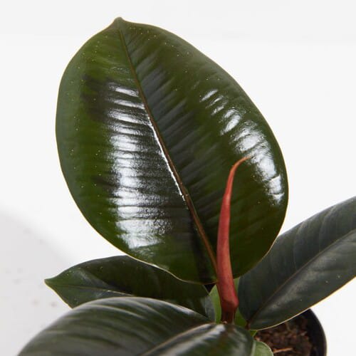 Rubber Plant Whitout Pot For Indoor And Outdoor Decor | Pack of 1