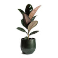 Rubber Plant Whitout Pot For Indoor And Outdoor Decor | Pack of 1