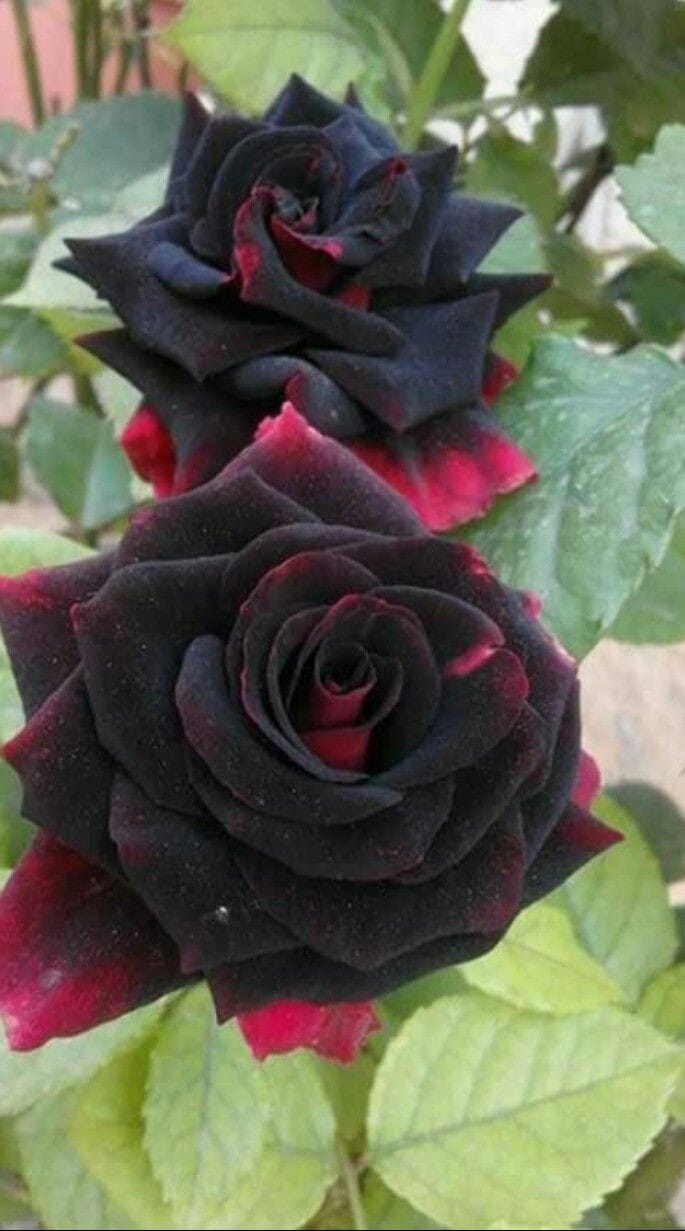 Hybrid Rose Flower Plant | Dwarf and Hybrid Plants