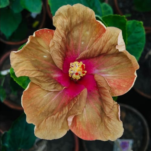 Hybrid Hibiscus Flower Plant | Dwarf and Hybrid Plants