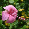 Hybrid Hibiscus Flower Plant | Dwarf and Hybrid Plants