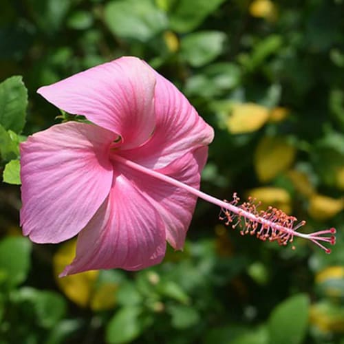 Hybrid Hibiscus Flower Plant | Dwarf and Hybrid Plants