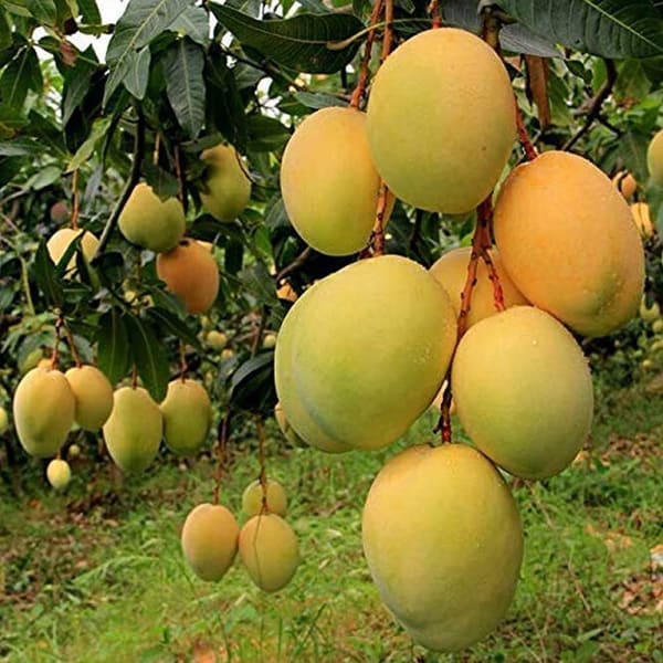 Alphanso Mango Plant | Dwarf and Hybrid Plants