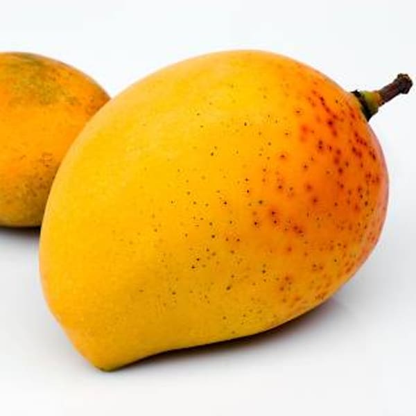 Alphanso Mango Plant | Dwarf and Hybrid Plants