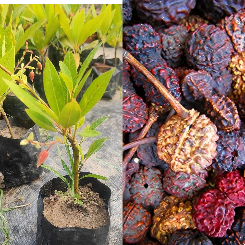 HYBRID RUDRAKHAS PLANT | Dwarf and Hybrid Plants