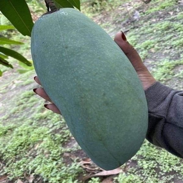 Brunei King Mango Plant | Dwarf and Hybrid Plants