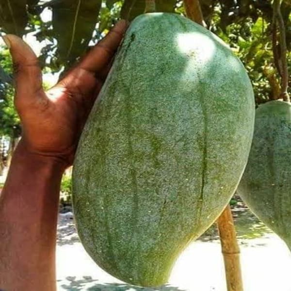 Brunei King Mango Plant | Dwarf and Hybrid Plants