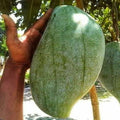 Brunei King Mango Plant | Dwarf and Hybrid Plants